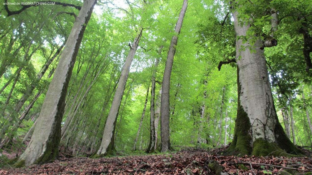 در حدود 40 میلیون درخت 300 ساله در جنگل‌های ایران از دست رفت - 