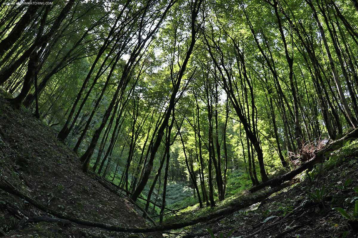 جنگل های هیرکانی ایران در میراث جهانی یونسکو ثبت شد - عکس: امین حسنی