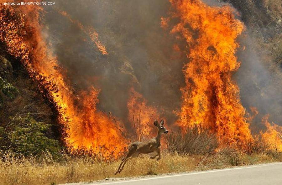 رییس سازمان حفاظت از محیط زیست: آتش‌سوزی جنگل ها را بزرگ نکنید! - 
