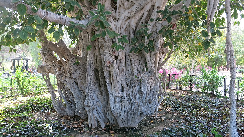 درخت انجیر معابد کیش - 