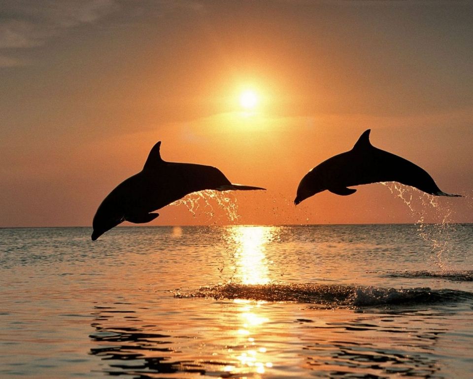 ساحل دلفین ها - 