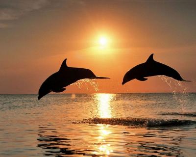 ساحل دلفین ها