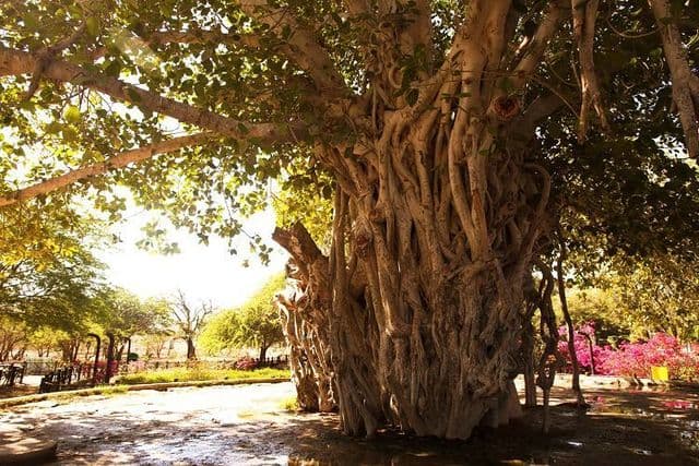 درخت انجیر معابد قشم - photo: instagram.com/faragasht_koroshekabir