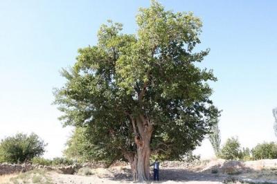 پنچ اثر طبیعی خراسان شمالی در فهرست آثار ملی ایران به ثبت رسید!