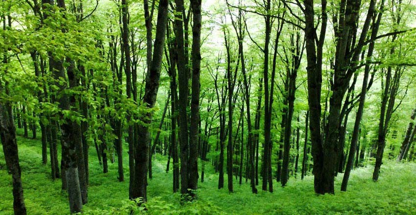 ساخت تله کابین در حریم جنگل های هیرکانی میراث جهانی مورد تایید است! - 