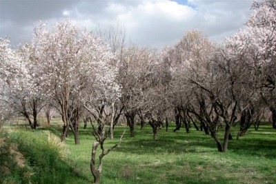 جایزه جهانی ایکوموس (ICOMOS) به یک ایرانی رسید