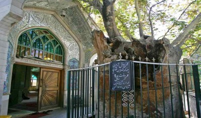 چنار 900 ساله امامزاده یحیی (ع)