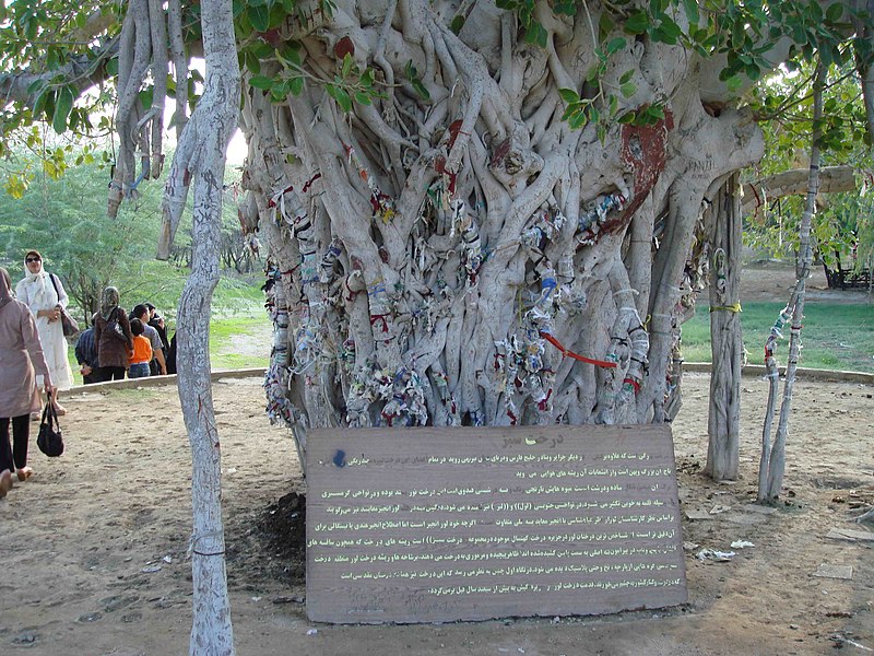 درخت انجیر معابد کیش - 