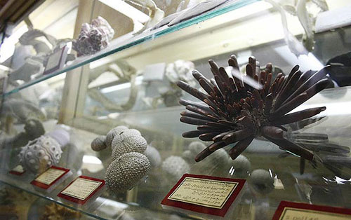 Hamedan Natural History Museum - photo: seeiran.ir