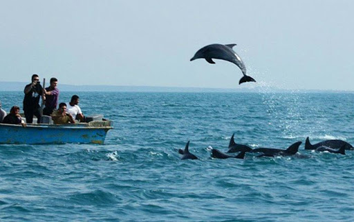 ساحل دلفین ها - 