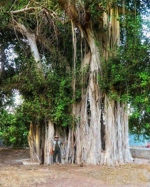 درخت انجیر معابد قشم - photo: instagram.com/mohsen_marcco