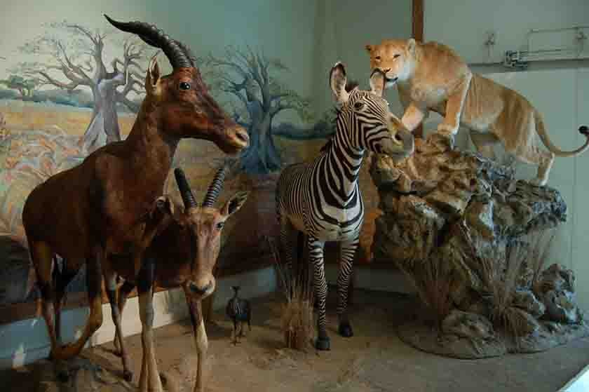 موزه جانورشناسی کرج - 
